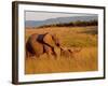 Elephant and Offspring, Masai Mara Wildlife Reserve, Kenya-Vadim Ghirda-Framed Photographic Print