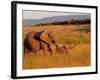 Elephant and Offspring, Masai Mara Wildlife Reserve, Kenya-Vadim Ghirda-Framed Photographic Print