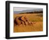 Elephant and Offspring, Masai Mara Wildlife Reserve, Kenya-Vadim Ghirda-Framed Photographic Print