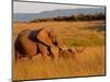 Elephant and Offspring, Masai Mara Wildlife Reserve, Kenya-Vadim Ghirda-Mounted Photographic Print