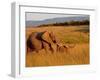 Elephant and Offspring, Masai Mara Wildlife Reserve, Kenya-Vadim Ghirda-Framed Photographic Print