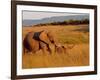 Elephant and Offspring, Masai Mara Wildlife Reserve, Kenya-Vadim Ghirda-Framed Photographic Print