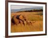 Elephant and Offspring, Masai Mara Wildlife Reserve, Kenya-Vadim Ghirda-Framed Photographic Print