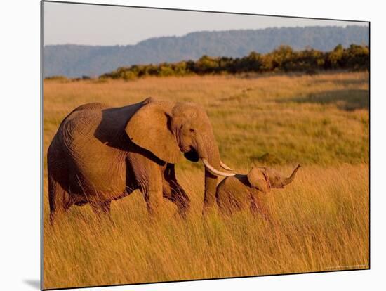 Elephant and Offspring, Masai Mara Wildlife Reserve, Kenya-Vadim Ghirda-Mounted Photographic Print