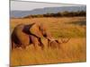 Elephant and Offspring, Masai Mara Wildlife Reserve, Kenya-Vadim Ghirda-Mounted Photographic Print