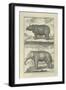 Elephant and Rhino-Denis Diderot-Framed Art Print