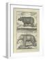 Elephant and Rhino-Denis Diderot-Framed Art Print