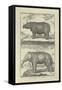 Elephant and Rhino-Denis Diderot-Framed Stretched Canvas