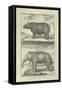 Elephant and Rhino-Denis Diderot-Framed Stretched Canvas