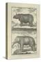 Elephant and Rhino-Denis Diderot-Stretched Canvas