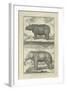 Elephant and Rhino-Denis Diderot-Framed Art Print