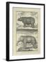 Elephant and Rhino-Denis Diderot-Framed Art Print