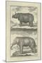 Elephant and Rhino-Denis Diderot-Mounted Art Print