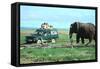 Elephant and Safari Van, Kenya-Peter Thompson-Framed Stretched Canvas