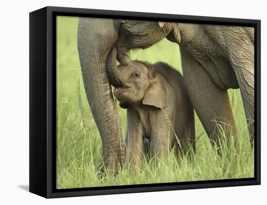 Elephant and Young, Corbett National Park, Uttaranchal, India-Jagdeep Rajput-Framed Stretched Canvas
