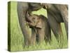 Elephant and Young, Corbett National Park, Uttaranchal, India-Jagdeep Rajput-Stretched Canvas
