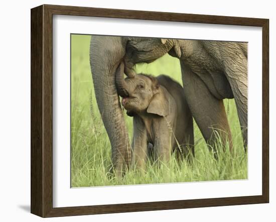 Elephant and Young, Corbett National Park, Uttaranchal, India-Jagdeep Rajput-Framed Photographic Print