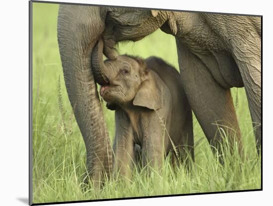 Elephant and Young, Corbett National Park, Uttaranchal, India-Jagdeep Rajput-Mounted Photographic Print