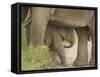 Elephant and young, Corbett National Park, Uttaranchal, India-Jagdeep Rajput-Framed Stretched Canvas