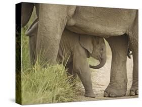 Elephant and young, Corbett National Park, Uttaranchal, India-Jagdeep Rajput-Stretched Canvas