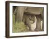 Elephant and young, Corbett National Park, Uttaranchal, India-Jagdeep Rajput-Framed Photographic Print