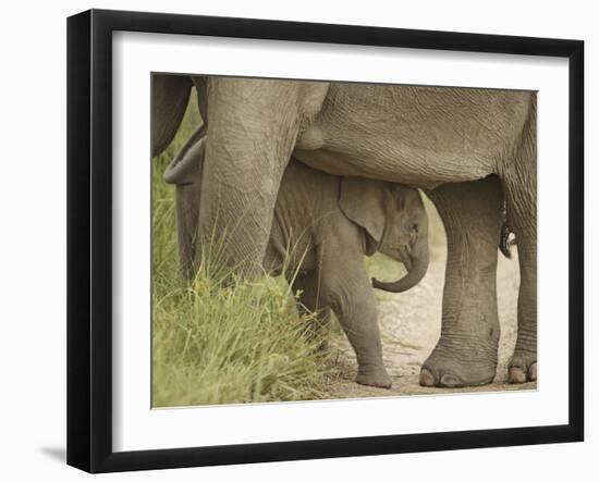 Elephant and young, Corbett National Park, Uttaranchal, India-Jagdeep Rajput-Framed Photographic Print