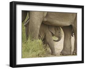 Elephant and young, Corbett National Park, Uttaranchal, India-Jagdeep Rajput-Framed Photographic Print