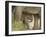 Elephant and young, Corbett National Park, Uttaranchal, India-Jagdeep Rajput-Framed Photographic Print