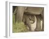 Elephant and young, Corbett National Park, Uttaranchal, India-Jagdeep Rajput-Framed Photographic Print