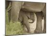 Elephant and young, Corbett National Park, Uttaranchal, India-Jagdeep Rajput-Mounted Photographic Print