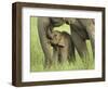 Elephant and Young, Corbett National Park, Uttaranchal, India-Jagdeep Rajput-Framed Photographic Print