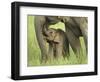 Elephant and Young, Corbett National Park, Uttaranchal, India-Jagdeep Rajput-Framed Photographic Print