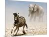 Elephant and Zebra, Etosha, 2018-Eric Meyer-Mounted Photographic Print