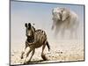 Elephant and Zebra, Etosha, 2018-Eric Meyer-Mounted Photographic Print