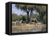 Elephant and Zebras at the Khwai River, Moremi Wildlife Reserve, Botswana, Africa-Thorsten Milse-Framed Stretched Canvas