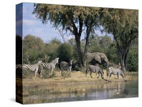 Elephant and Zebras at the Khwai River, Moremi Wildlife Reserve, Botswana, Africa-Thorsten Milse-Stretched Canvas