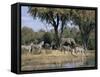 Elephant and Zebras at the Khwai River, Moremi Wildlife Reserve, Botswana, Africa-Thorsten Milse-Framed Stretched Canvas