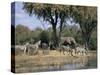 Elephant and Zebras at the Khwai River, Moremi Wildlife Reserve, Botswana, Africa-Thorsten Milse-Stretched Canvas