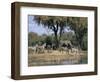 Elephant and Zebras at the Khwai River, Moremi Wildlife Reserve, Botswana, Africa-Thorsten Milse-Framed Photographic Print