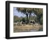 Elephant and Zebras at the Khwai River, Moremi Wildlife Reserve, Botswana, Africa-Thorsten Milse-Framed Photographic Print