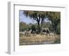 Elephant and Zebras at the Khwai River, Moremi Wildlife Reserve, Botswana, Africa-Thorsten Milse-Framed Photographic Print