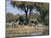 Elephant and Zebras at the Khwai River, Moremi Wildlife Reserve, Botswana, Africa-Thorsten Milse-Mounted Photographic Print
