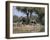 Elephant and Zebras at the Khwai River, Moremi Wildlife Reserve, Botswana, Africa-Thorsten Milse-Framed Photographic Print