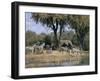 Elephant and Zebras at the Khwai River, Moremi Wildlife Reserve, Botswana, Africa-Thorsten Milse-Framed Photographic Print