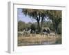 Elephant and Zebras at the Khwai River, Moremi Wildlife Reserve, Botswana, Africa-Thorsten Milse-Framed Photographic Print