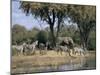 Elephant and Zebras at the Khwai River, Moremi Wildlife Reserve, Botswana, Africa-Thorsten Milse-Mounted Photographic Print