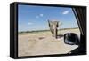 Elephant Approaches Safari Truck, Nxai Pan National Park, Botswana-Paul Souders-Framed Stretched Canvas