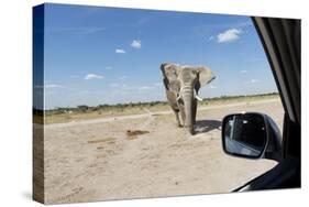 Elephant Approaches Safari Truck, Nxai Pan National Park, Botswana-Paul Souders-Stretched Canvas