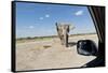 Elephant Approaches Safari Truck, Nxai Pan National Park, Botswana-Paul Souders-Framed Stretched Canvas