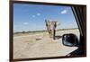 Elephant Approaches Safari Truck, Nxai Pan National Park, Botswana-Paul Souders-Framed Photographic Print